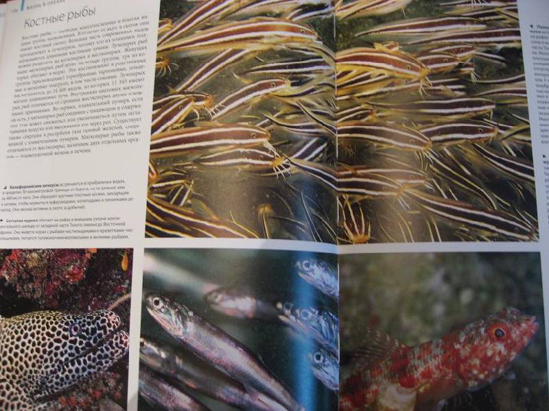 Иллюстрация 50 из 65 для Океаны - Хатчинсон, Хоукинс | Лабиринт - книги. Источник: Krofa