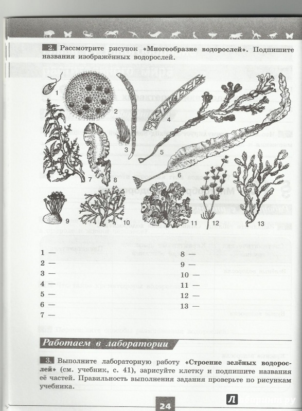 Рабочая тетрадь биология многообразие. Биология 5 класс рабочая тетрадь Пасечник многообразие водорослей. Водоросли 5 класс биология рабочая тетрадь. Многообразие водорослей 5 класс биология рабочая тетрадь. Водоросли 5 класс биология Пасечник.