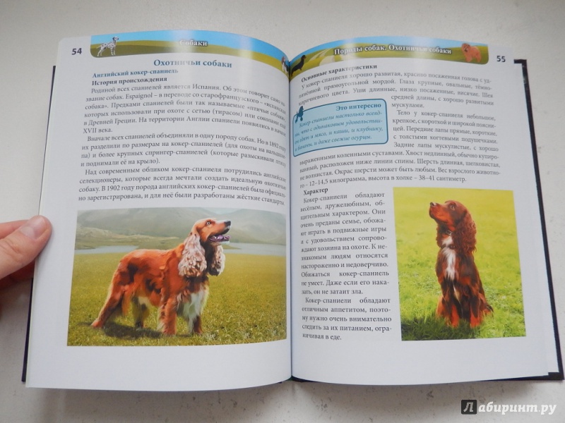Иллюстрация 6 из 27 для Собаки - Леся Калугина | Лабиринт - книги. Источник: dbyyb