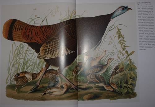 Иллюстрация 20 из 31 для Птицы Америки (в футляре) - Джеймс Одюбон | Лабиринт - книги. Источник: Наталья Бухтиярова