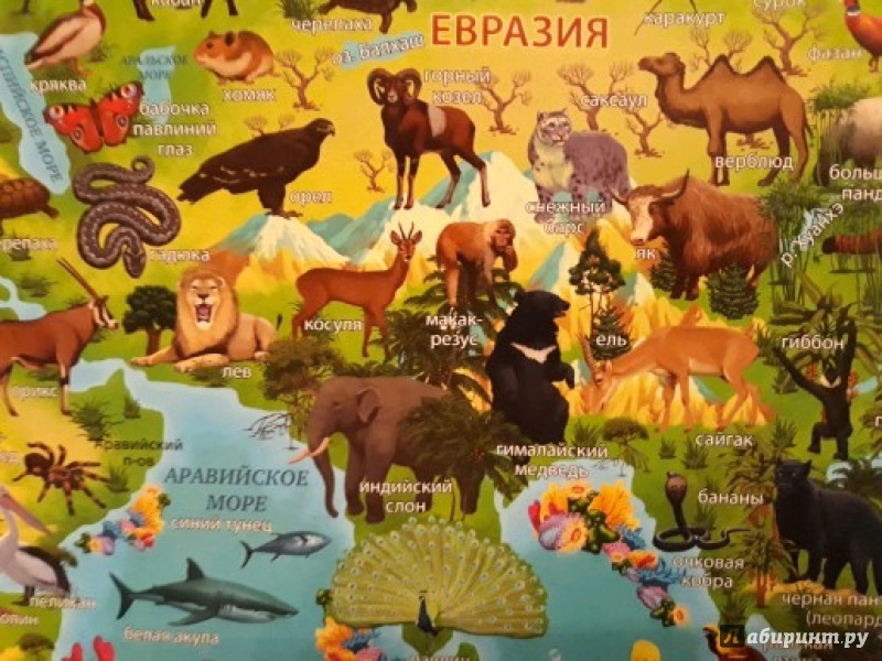 Животный мир картинки евразии