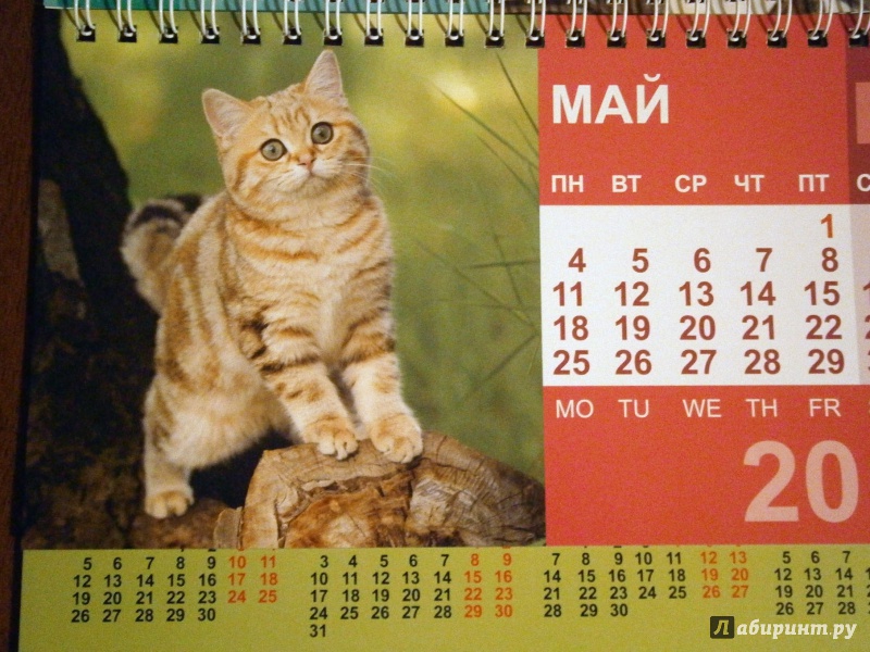 Иллюстрация 6 из 13 для Календарь-домик 2015 "Котята" | Лабиринт - сувениры. Источник: D8  _