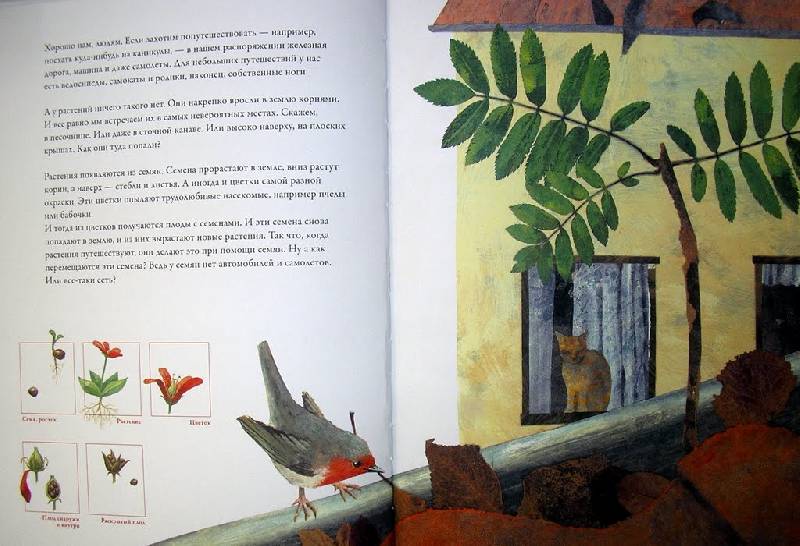 Иллюстрация 11 из 26 для По земле и по воздуху. Как путешествуют растения - Анне Меллер | Лабиринт - книги. Источник: Валерия