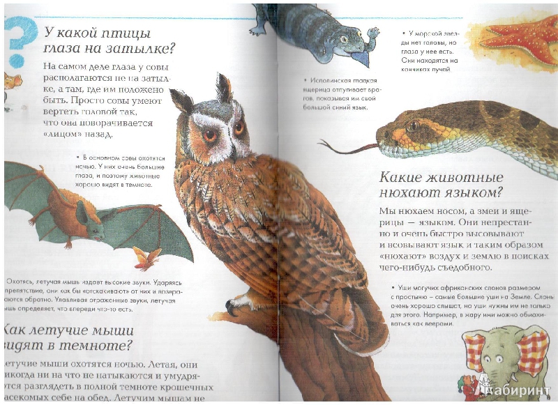 Иллюстрация 8 из 17 для Мир животных | Лабиринт - книги. Источник: gabi