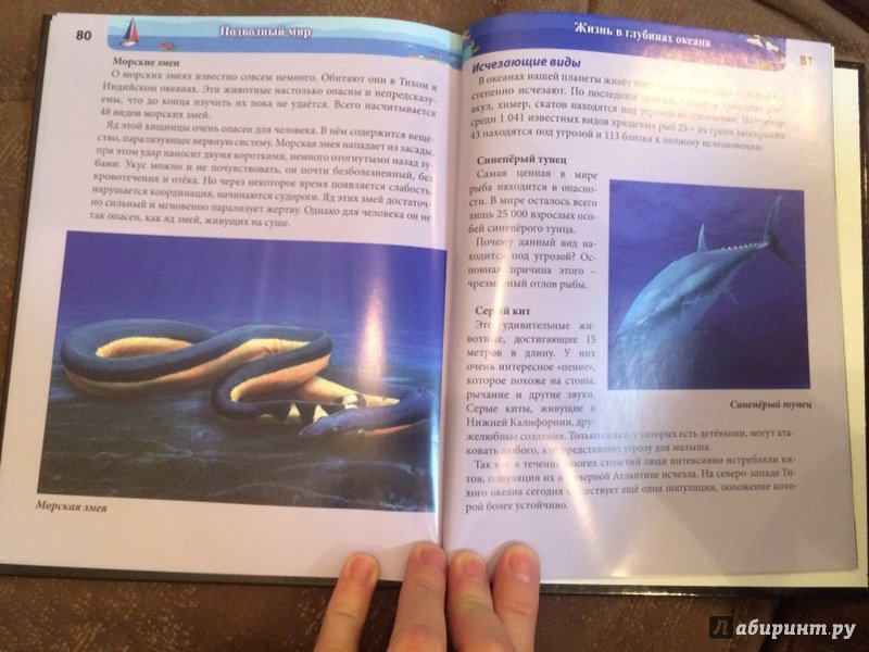 Иллюстрация 25 из 77 для Хочу знать. Подводный мир - Наталья Кульмина | Лабиринт - книги. Источник: Лабиринт