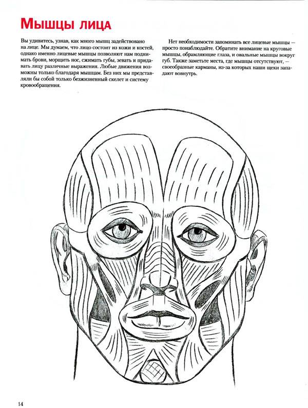 Иллюстрация 3 из 35 для Анатомия для художника. Совсем просто - Кристофер Харт | Лабиринт - книги. Источник: Кнопа2