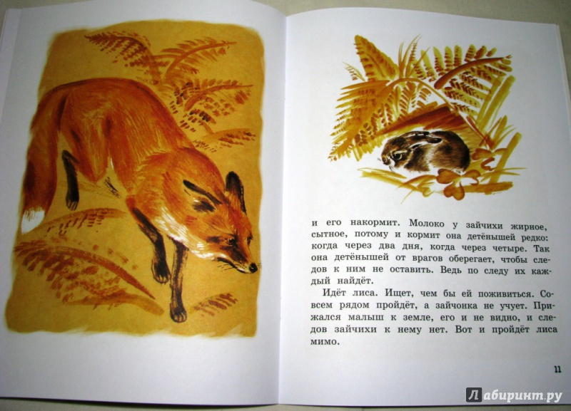 Иллюстрация 44 из 59 для Как заяц в лесу живёт - Вера Чаплина | Лабиринт - книги. Источник: Бог в помощь