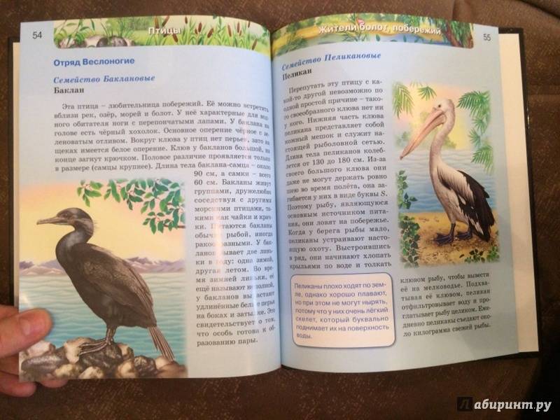 Иллюстрация 51 из 61 для Птицы | Лабиринт - книги. Источник: Лабиринт