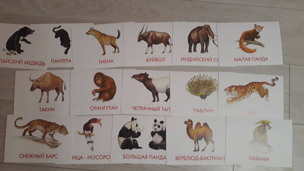 Иллюстрация 11 из 15 для Дидактические карточки "Животные Азии" | Лабиринт - игрушки. Источник: Мажарцева  Светлана