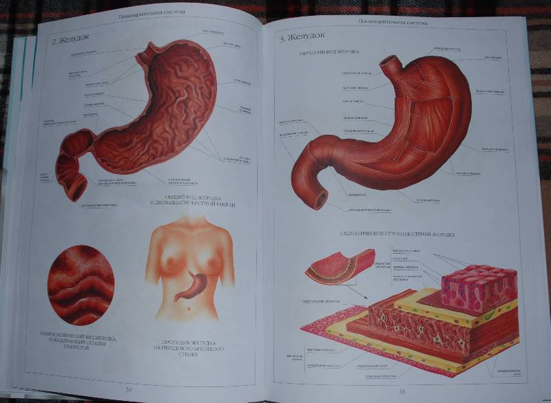 Иллюстрация 18 из 58 для Атлас анатомии человека | Лабиринт - книги. Источник: МаRUSя