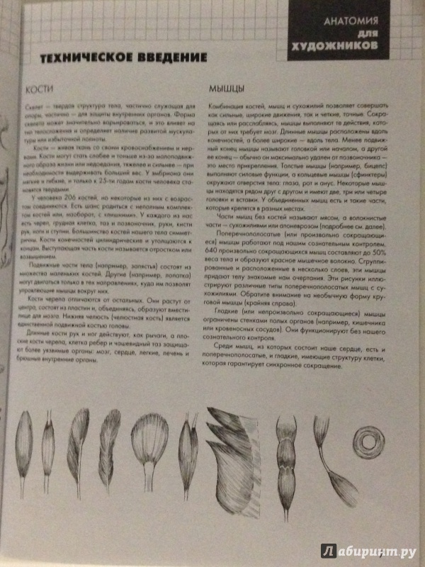 Иллюстрация 24 из 31 для Анатомия для художников - Баррингтон Барбер | Лабиринт - книги. Источник: Мирзаджанян  Арина Артуровна