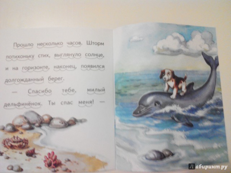 Иллюстрация 17 из 17 для Дельфинёнок и чайка - Елена Ермолова | Лабиринт - книги. Источник: Irbis