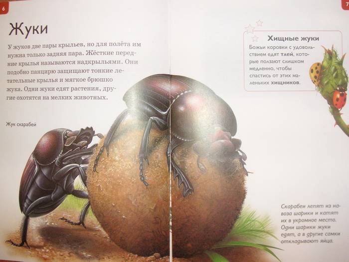 Иллюстрация 4 из 25 для Мир насекомых - Роберт Коуп | Лабиринт - книги. Источник: Бойкова  Светланка
