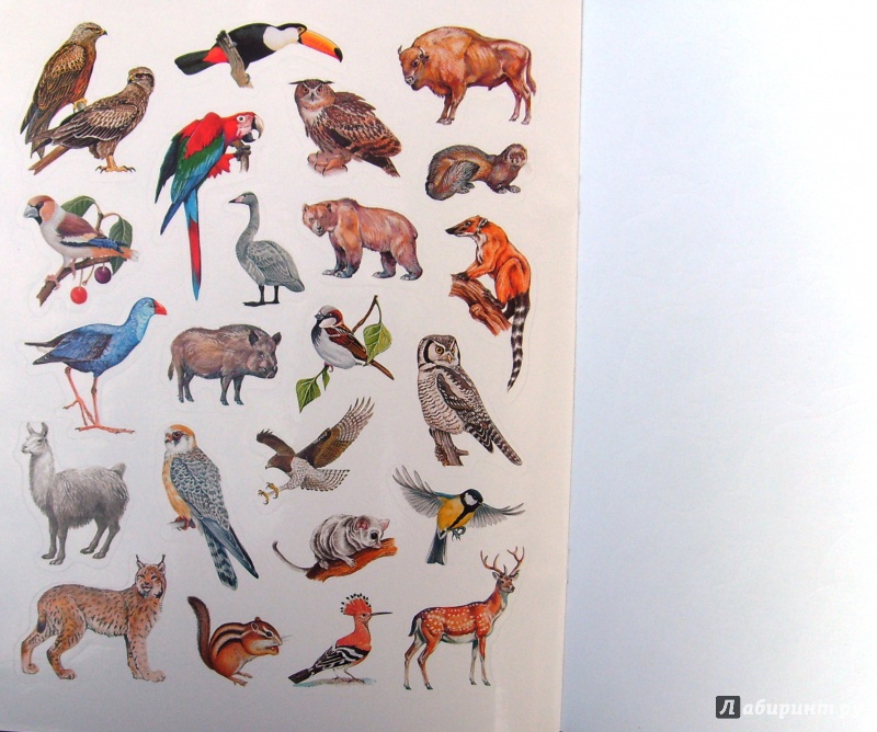 Иллюстрация 7 из 11 для Большая книга развивающих наклеек. Животные | Лабиринт - книги. Источник: Соловьев  Владимир