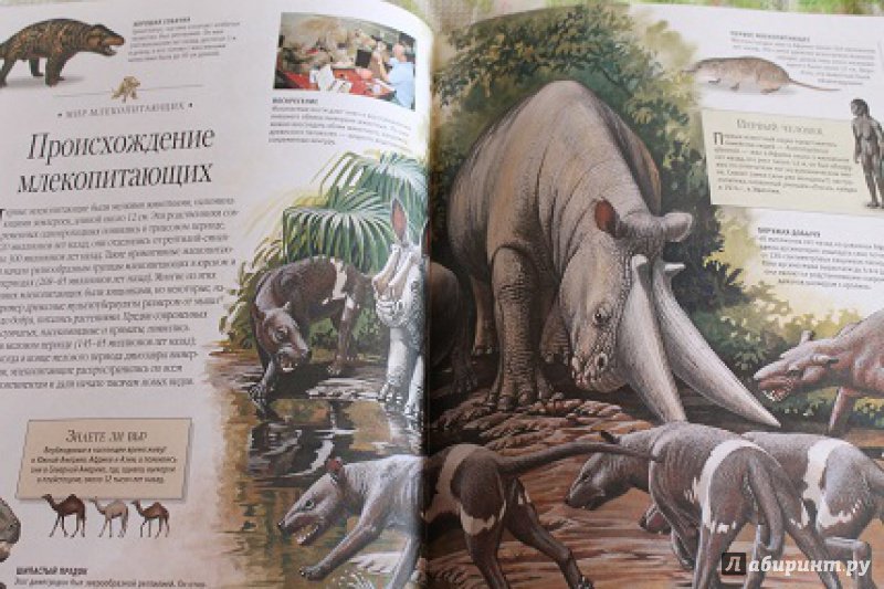 Иллюстрация 15 из 32 для Млекопитающие. Иллюстрированная энциклопедия | Лабиринт - книги. Источник: Татьяна  Сергеевна