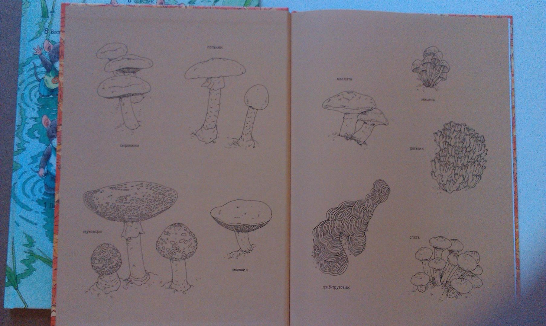 Иллюстрация 13 из 42 для 14 лесных мышей. Парад грибов - Кадзуо Ивамура | Лабиринт - книги. Источник: ss0263042