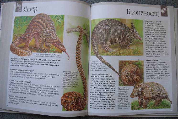 Иллюстрация 26 из 27 для Животные - Букобза, Мулинье | Лабиринт - книги. Источник: В  Светлана Е