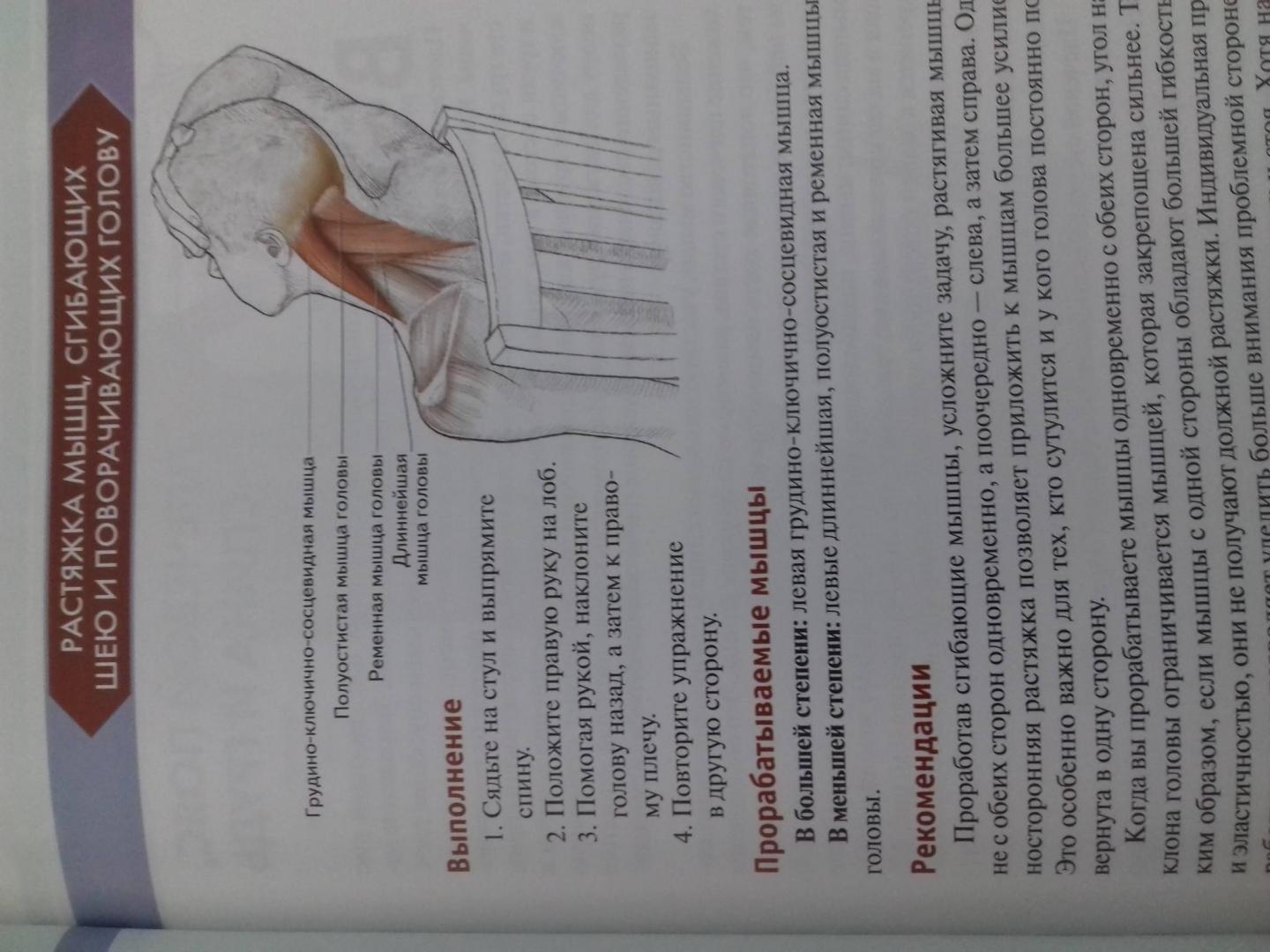 Иллюстрация 70 из 73 для Анатомия упражнений на растяжку - Нельсон, Кокконен | Лабиринт - книги. Источник: Степанов  Борис