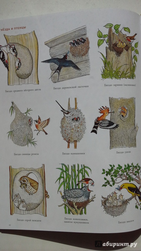 Иллюстрация 52 из 109 для В лесу - Петр Багин | Лабиринт - книги. Источник: С.  М.