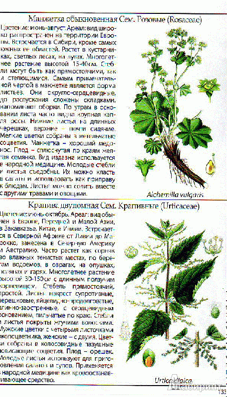 Иллюстрация 11 из 11 для Полевые цветы | Лабиринт - книги. Источник: Трубадур