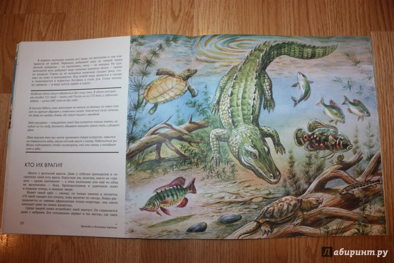 Иллюстрация 39 из 44 для Рептилии - Николай Сладков | Лабиринт - книги. Источник: Bradbury