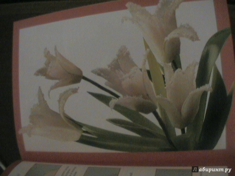 Иллюстрация 13 из 35 для Махровые цветы - Маргарита Кузнецова | Лабиринт - книги. Источник: книголюб