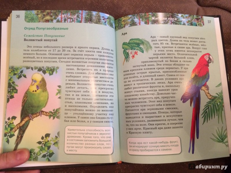 Иллюстрация 56 из 61 для Птицы | Лабиринт - книги. Источник: Лабиринт
