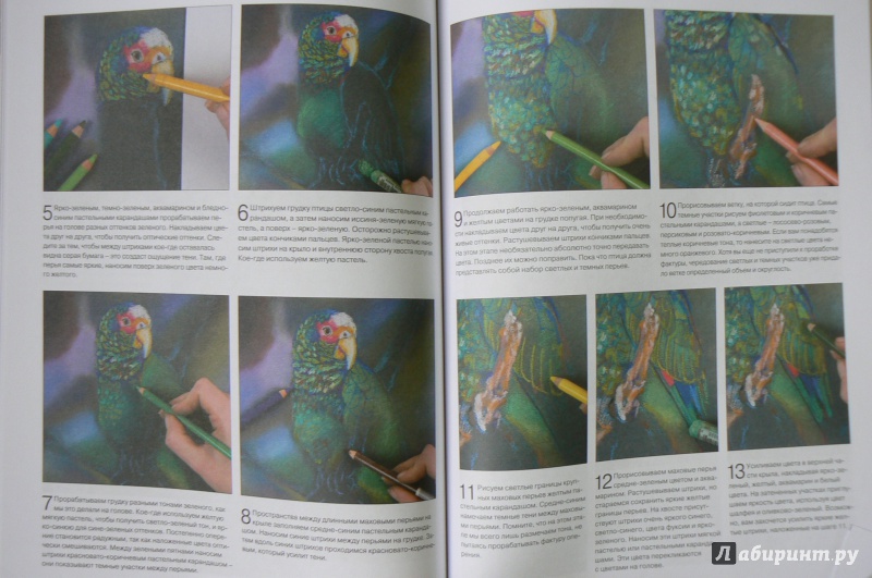 Иллюстрация 22 из 23 для Птицы, рыбы, насекомые. От эскиза до картины - Ходжет, Трусс | Лабиринт - книги. Источник: Марина