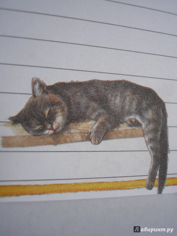 Иллюстрация 19 из 34 для Блокнот. Кошки А6 | Лабиринт - канцтовы. Источник: Oksana L