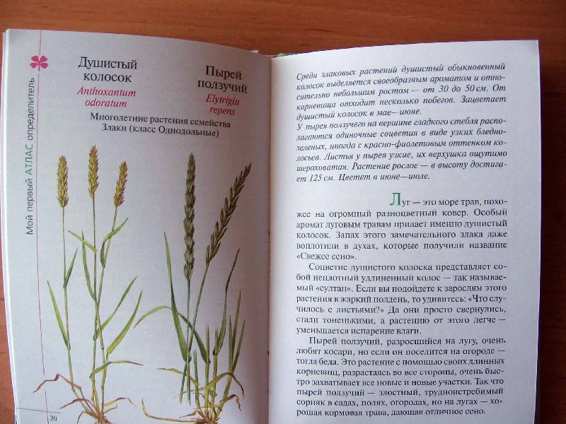 Иллюстрация 14 из 21 для Атлас: Растения луга - Козлова, Сивоглазов | Лабиринт - книги. Источник: Red cat ;)
