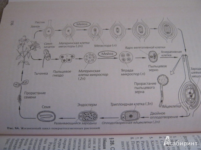 Иллюстрация 10 из 13 для Биология растений, грибов, лишайников. 10-11 классы - Агафонова, Сивоглазов | Лабиринт - книги. Источник: Евгения39