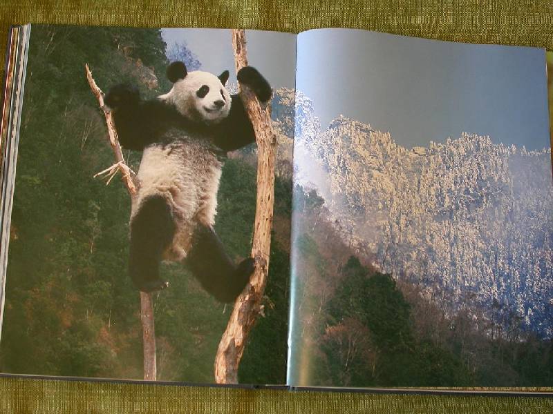 Иллюстрация 18 из 64 для Животные. Живая природа глазами фотографа - Стив Блум | Лабиринт - книги. Источник: 3N