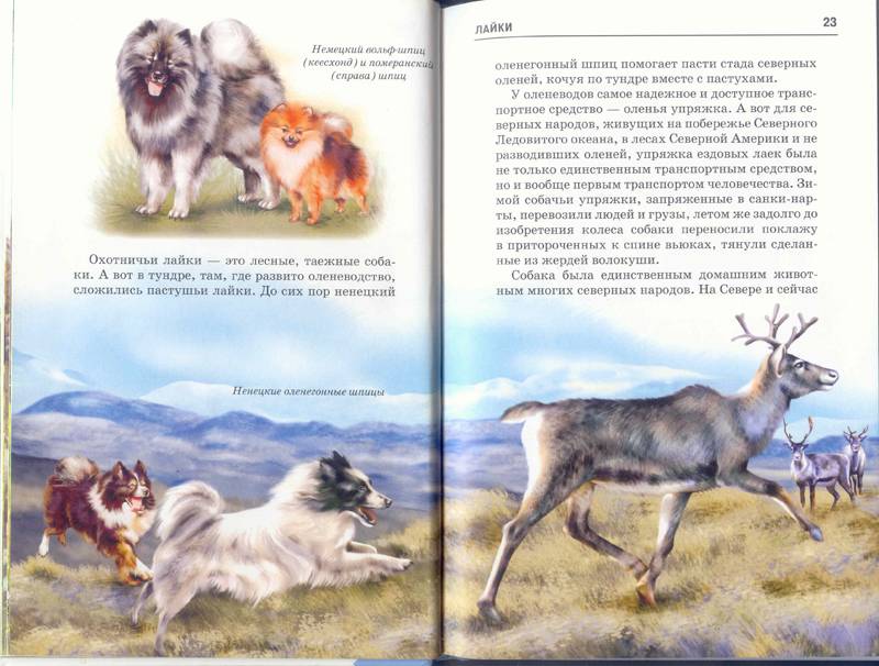 Иллюстрация 21 из 24 для Собаки - Е.И. Александрова | Лабиринт - книги. Источник: Бетельгейзе