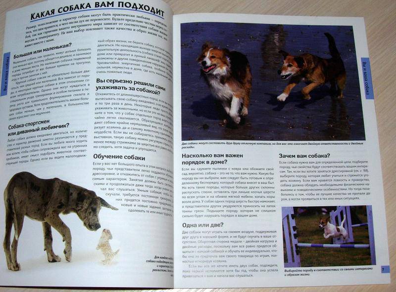 Иллюстрация 5 из 25 для Все о собаках - Карен Буш | Лабиринт - книги. Источник: Rocio