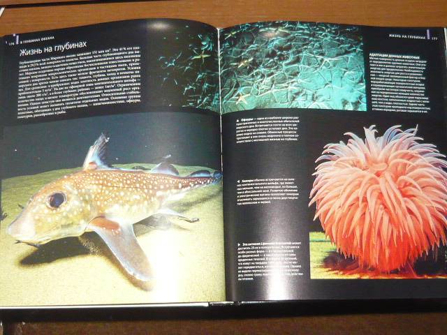 Иллюстрация 28 из 65 для Океаны - Хатчинсон, Хоукинс | Лабиринт - книги. Источник: Ромашка:-)