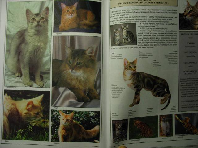 Иллюстрация 19 из 39 для Все о породах кошек - Джульетта Мей | Лабиринт - книги. Источник: kolobus