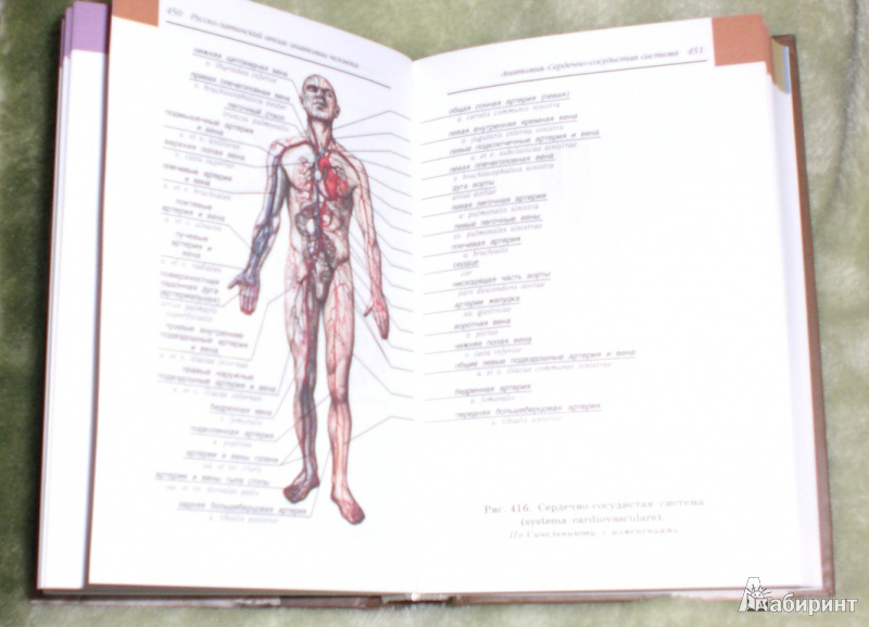 Иллюстрация 5 из 16 для Анатомия человека: русско-латинский атлас - Билич, Крыжановский | Лабиринт - книги. Источник: Anton_SPb