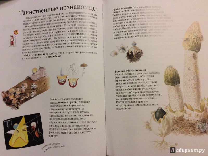 Иллюстрация 19 из 35 для Софи в мире грибов - Стефан Каста | Лабиринт - книги. Источник: Малинина  Анна Леонидовна