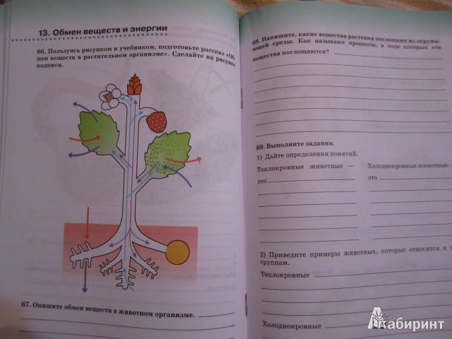 Иллюстрация 4 из 31 для Биология. Живой организм. 6 класс. Рабочая тетрадь к учебнику Н. И. Сонина - Николай Сонин | Лабиринт - книги. Источник: Алена