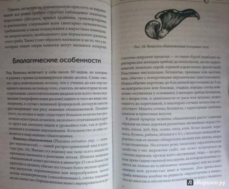 Иллюстрация 6 из 8 для Вешенка, шампиньоны, шиитаке, опята. Выращиваем грибы дома - Мария Цветкова-Верниченко | Лабиринт - книги. Источник: SiB