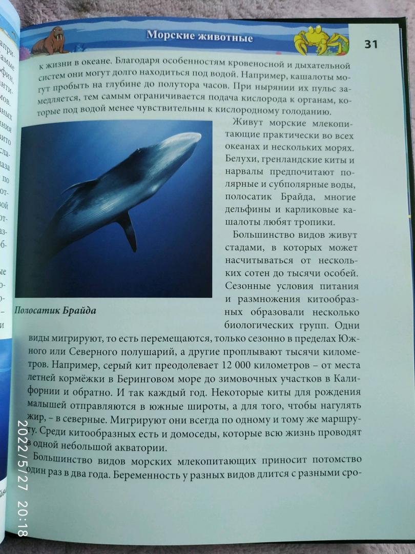 Иллюстрация 64 из 77 для Хочу знать. Подводный мир - Наталья Кульмина | Лабиринт - книги. Источник: Ekaterina Фиалковая
