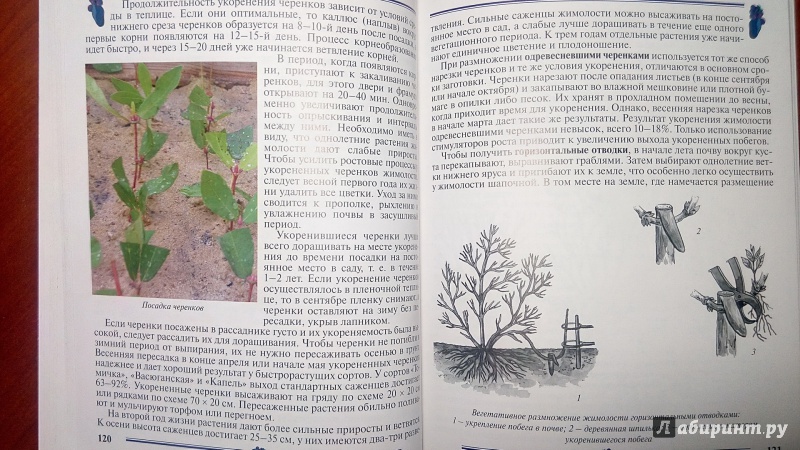 Иллюстрация 18 из 55 для Жимолость, ирга. Пособие для садоводов-любителей - Алла Куклина | Лабиринт - книги. Источник: Alenta  Valenta