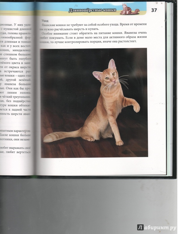 Иллюстрация 12 из 31 для Кошки - Леся Калугина | Лабиринт - книги. Источник: Никед