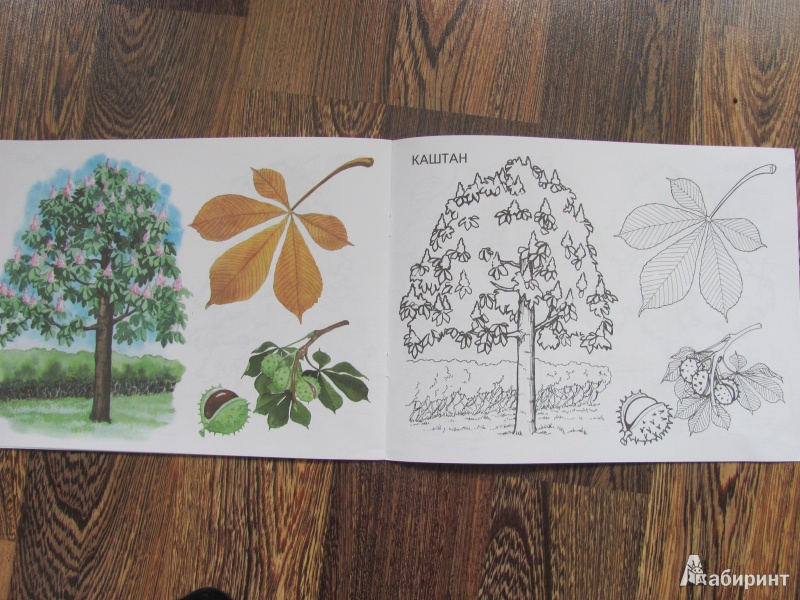 Иллюстрация 8 из 16 для Деревья, плоды, листья. Изучаем и раскрашиваем | Лабиринт - книги. Источник: Гончарова  Виктория Александровна