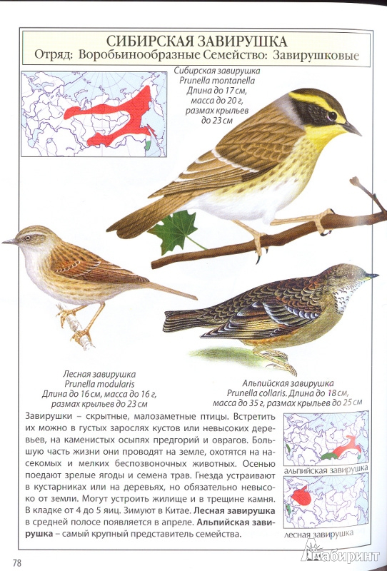 Иллюстрация 10 из 17 для Птицы России | Лабиринт - книги. Источник: Филиппова Ольга