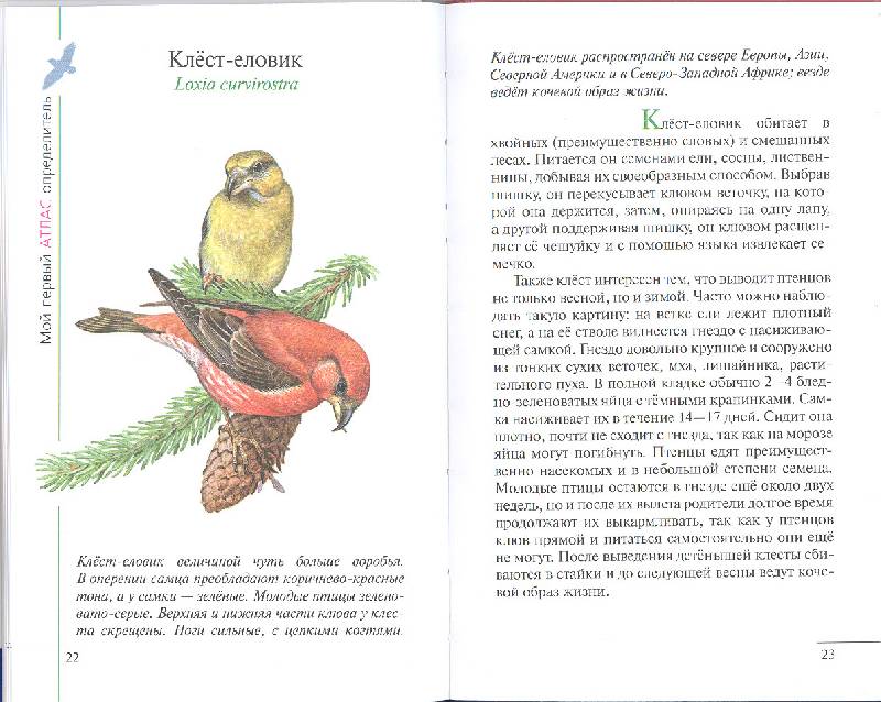 Иллюстрация 21 из 38 для Птицы леса - Бровкина, Сивоглазов | Лабиринт - книги. Источник: мамаОля