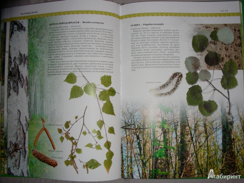 Иллюстрация 11 из 20 для Растения Украины - Юрий Гамуля | Лабиринт - книги. Источник: Анонимный Книгоголик