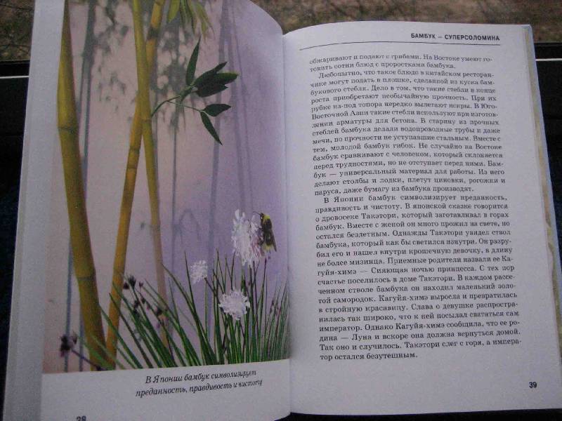 Иллюстрация 48 из 54 для Самые удивительные растения - Сергей Афонькин | Лабиринт - книги. Источник: Трухина Ирина