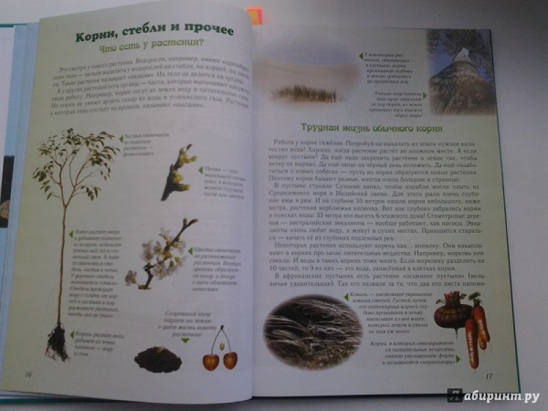 Иллюстрация 23 из 49 для Занимательная ботаника - Светлана Лаврова | Лабиринт - книги. Источник: Достойная