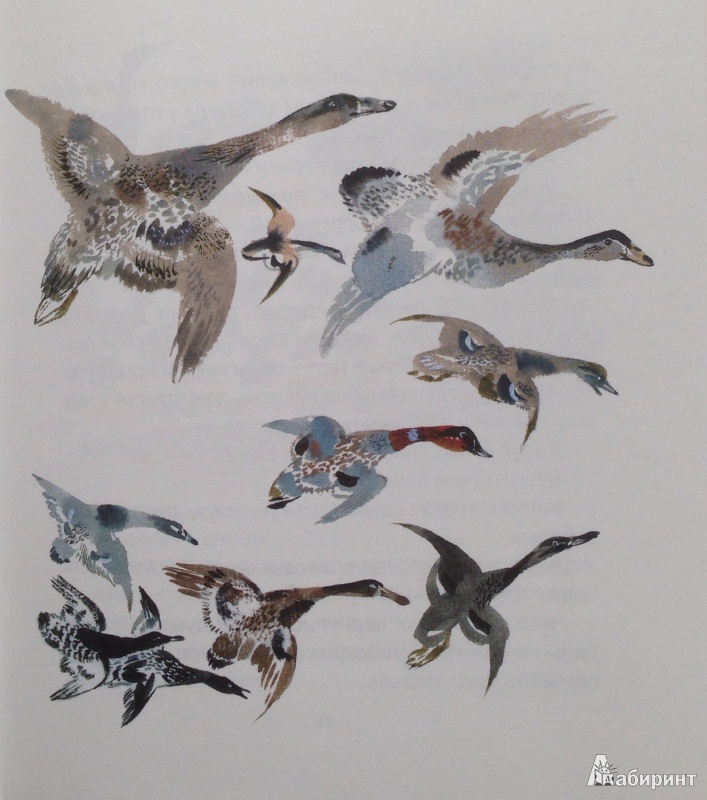 Иллюстрация 9 из 12 для Птичье озеро - Евгений Чарушин | Лабиринт - книги. Источник: Xikary
